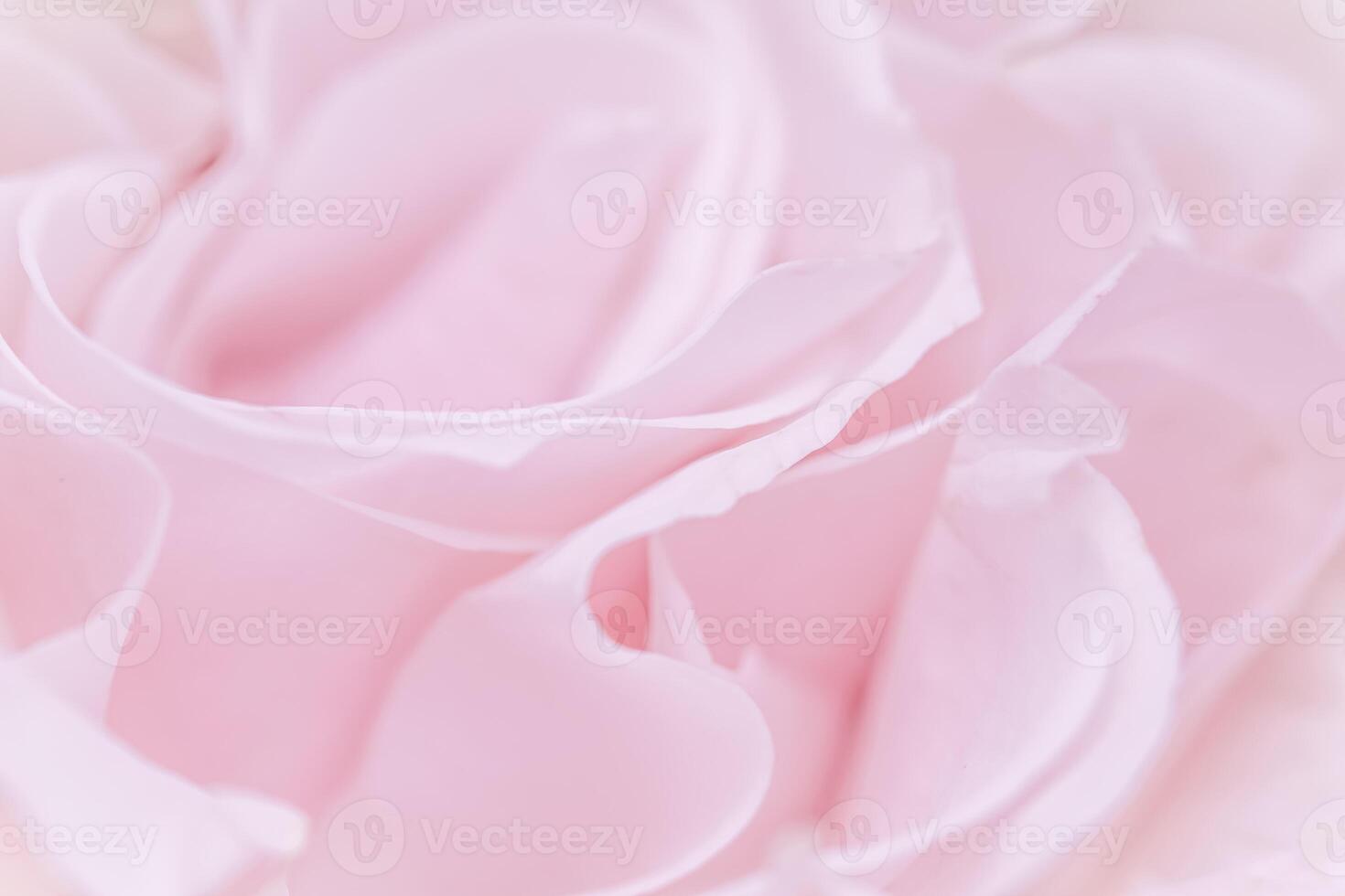 Pink pale rose flower petals, soft focus. Macro flowers backdrop photo