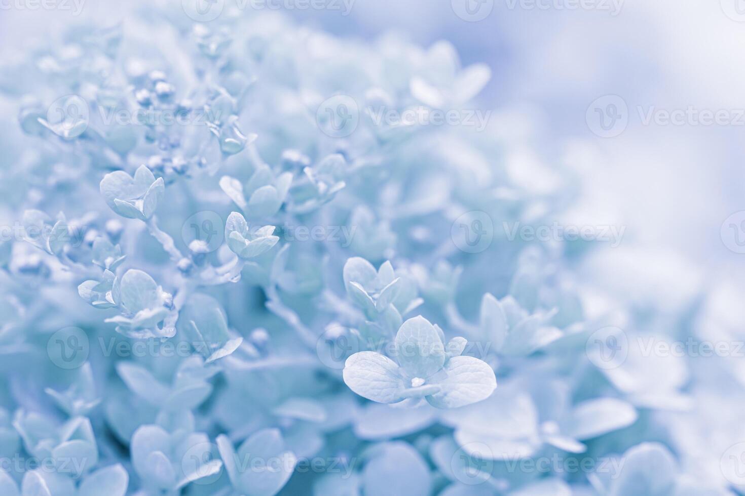 Background of white blue petals of Hydrangea or Hydrangea. Soft focus photo