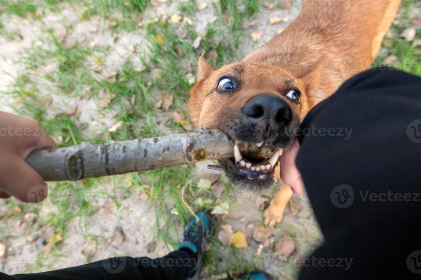 Playful Dog Tug of War with Owner in Park photo