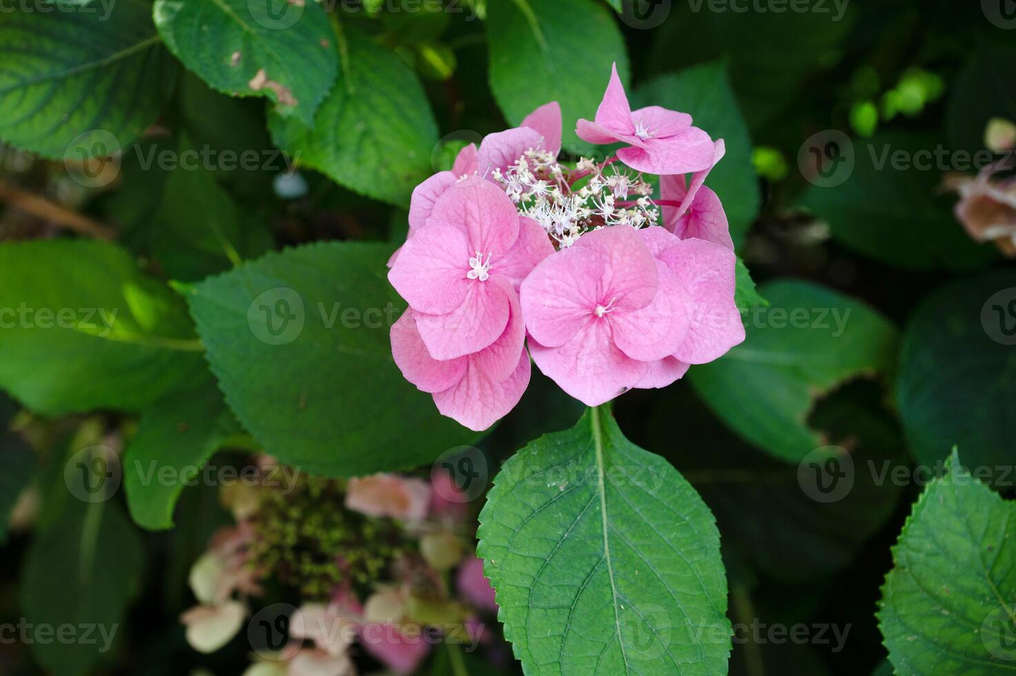Pink Hydrangea Bloom Amidst Lush Green Leaves in Garden photo