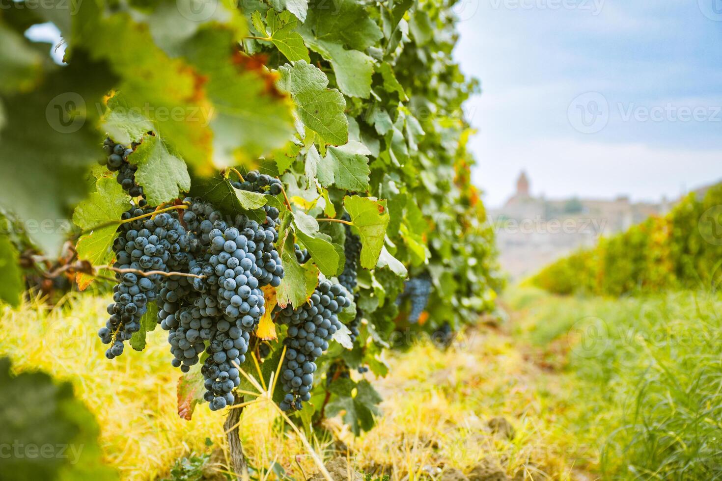 Close up small wine grapes on trees on vineyard field on autumn in Armenia with famous landmark of Khor Virap monastery. Harvesting season in caucasus. Wine produce Armenia photo