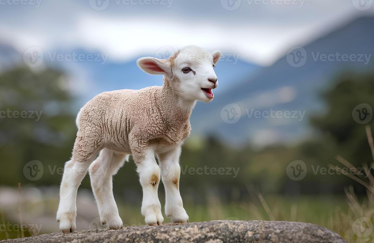 A cute lamb is on a rock and calling photo