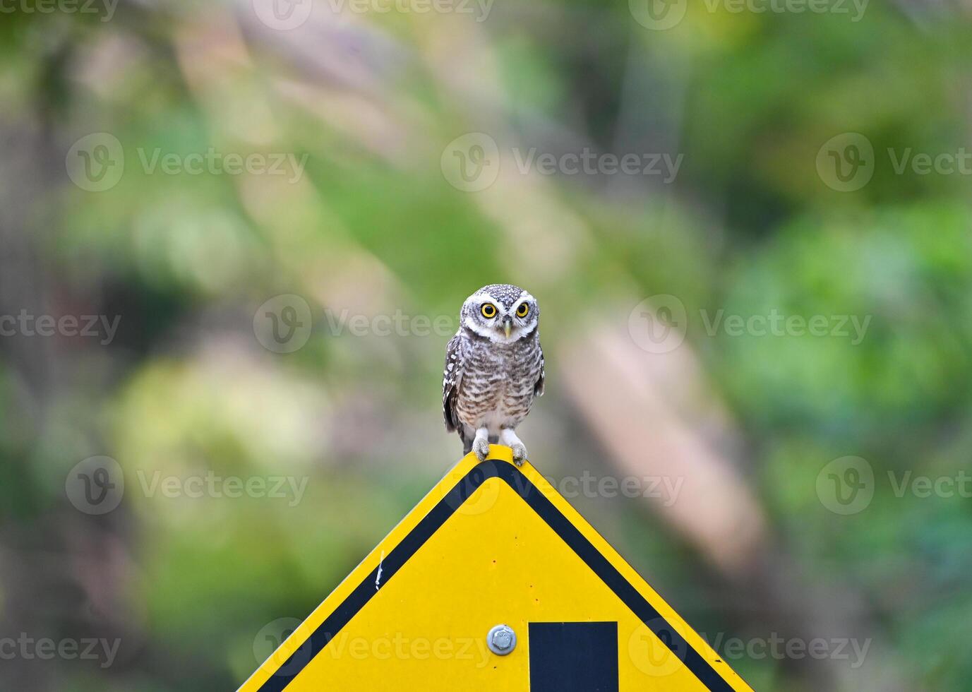 The owl perched on a sign. photo