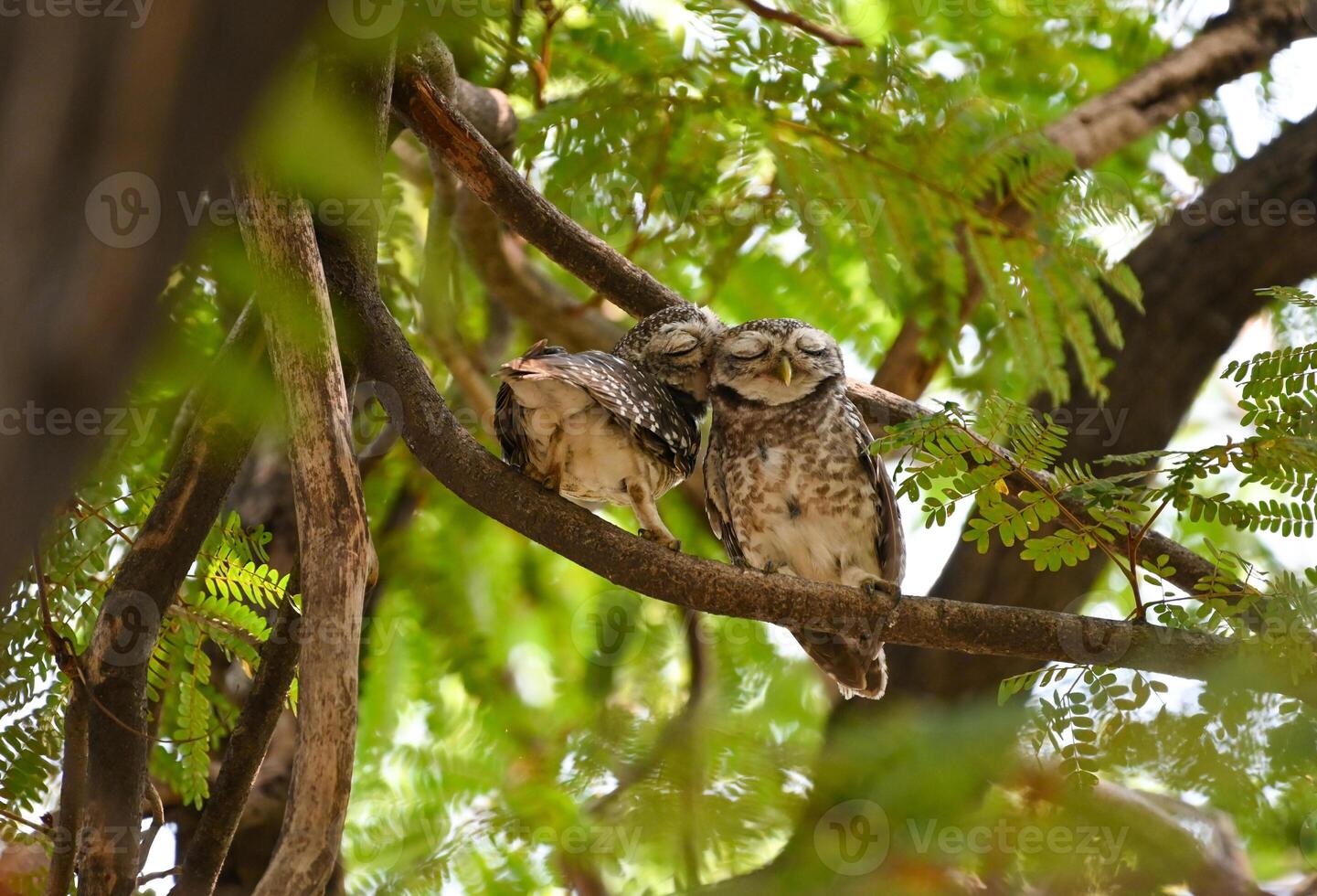 Two Adorable Owls Snuggling on Tree Branch photo