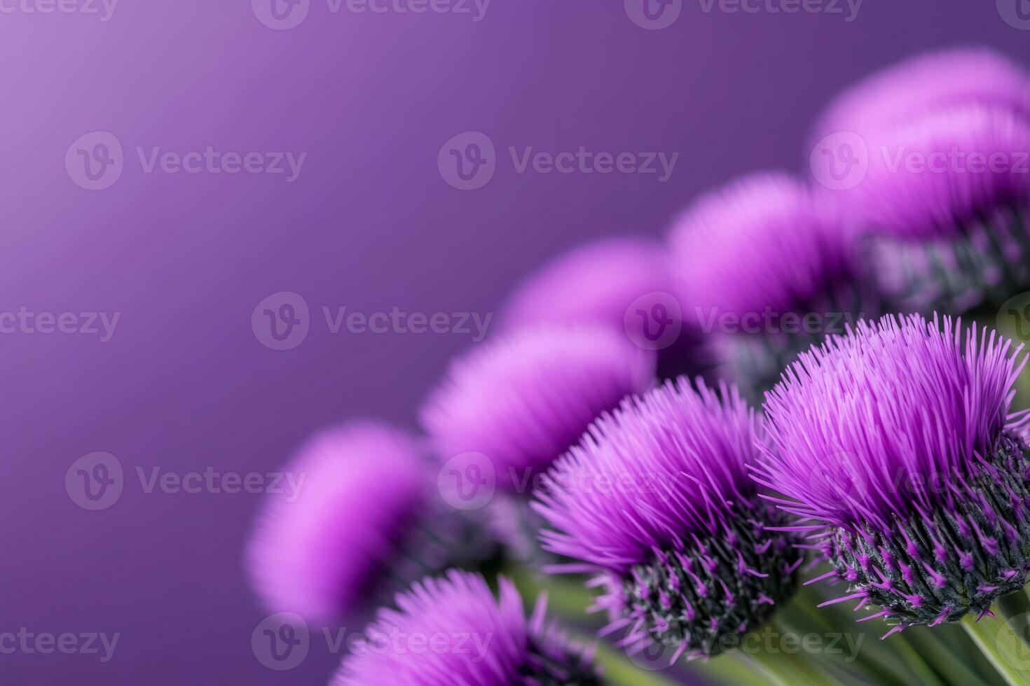 Purple thistle flowers with intricate textures photo