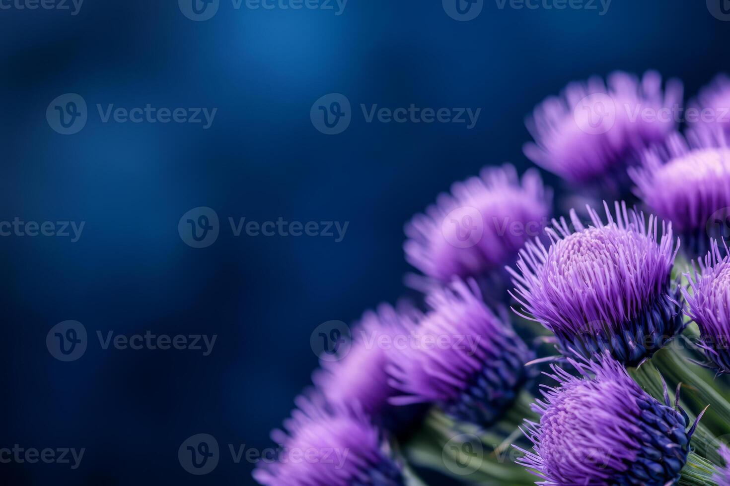 Purple thistle flowers with intricate textures photo