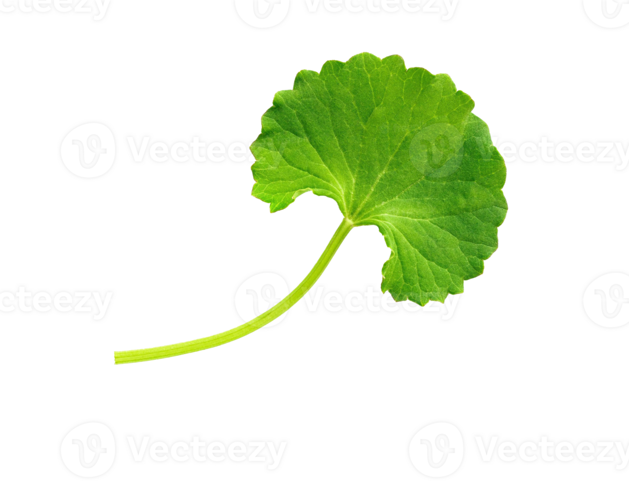 centella gotu kola vegetable fresh png