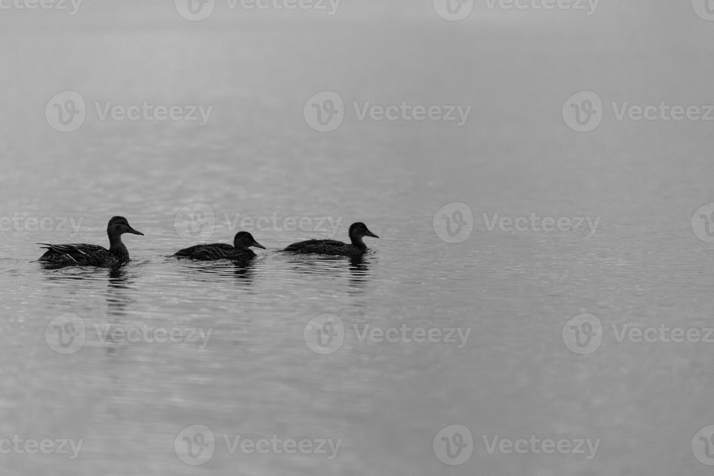 Three ducks in a row in ocean bay near Vancouver photo