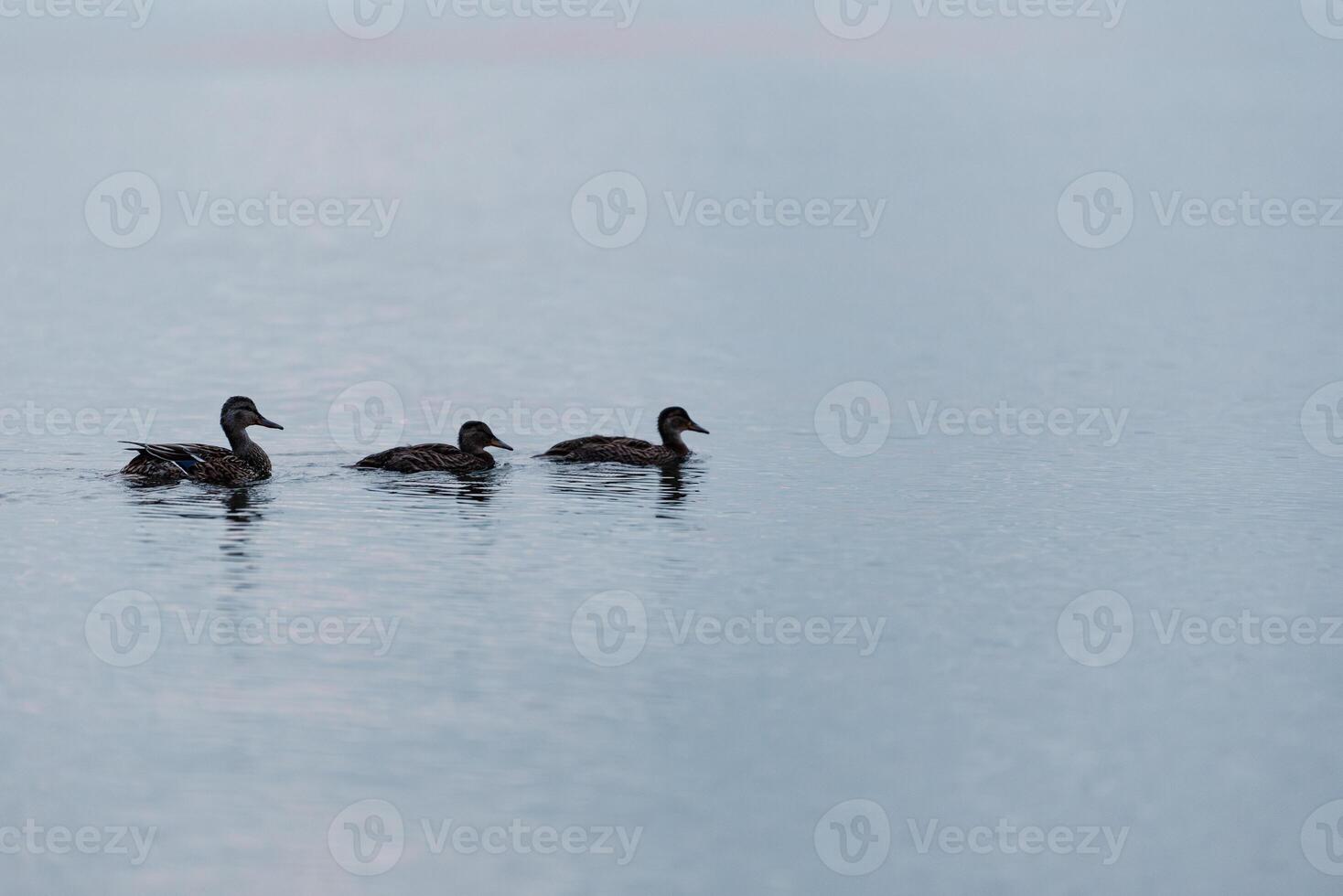 Three ducks in a row in ocean bay near Vancouver photo