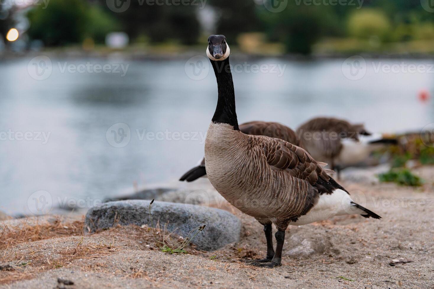 Canadian goose walking along sandy shoreline in Vancouver photo
