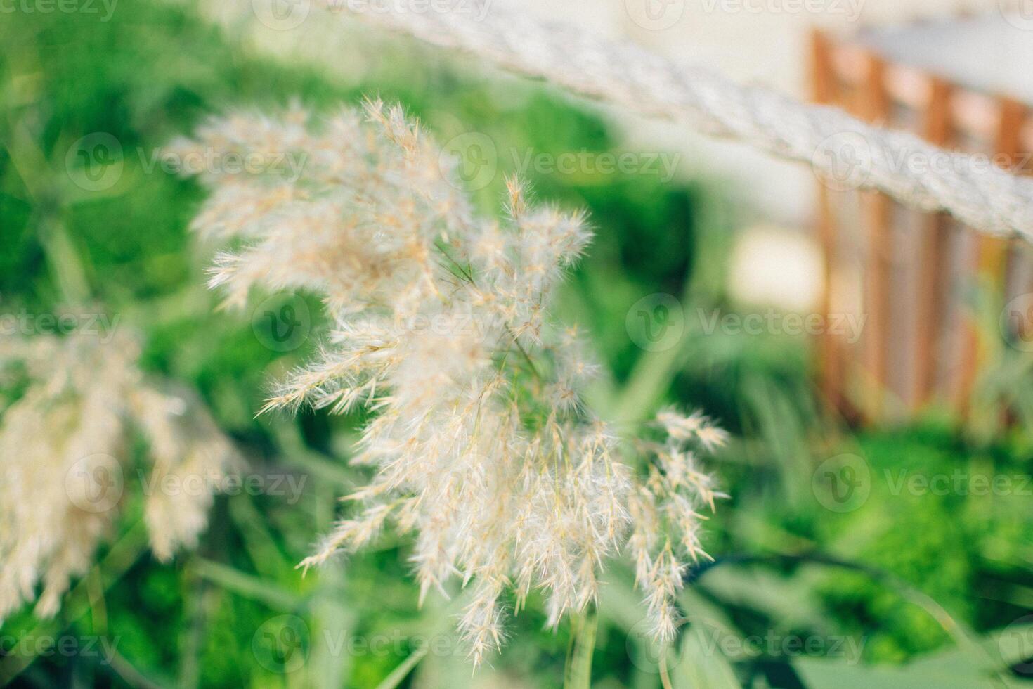 a dry reed flower on a background of green grass photo