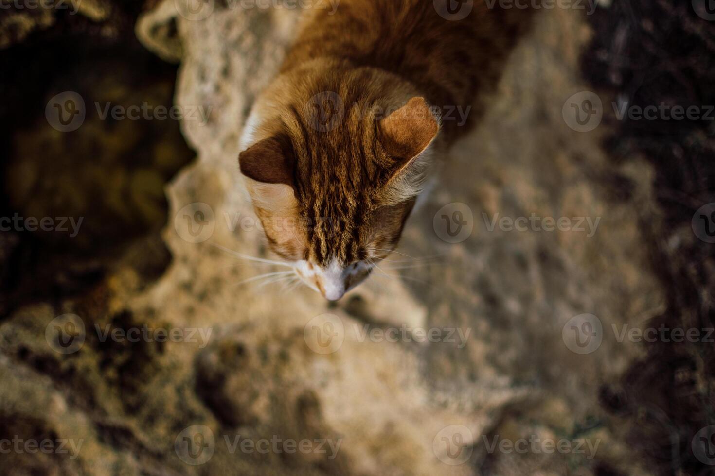 stray cats on the streets and beaches of Cyprus photo
