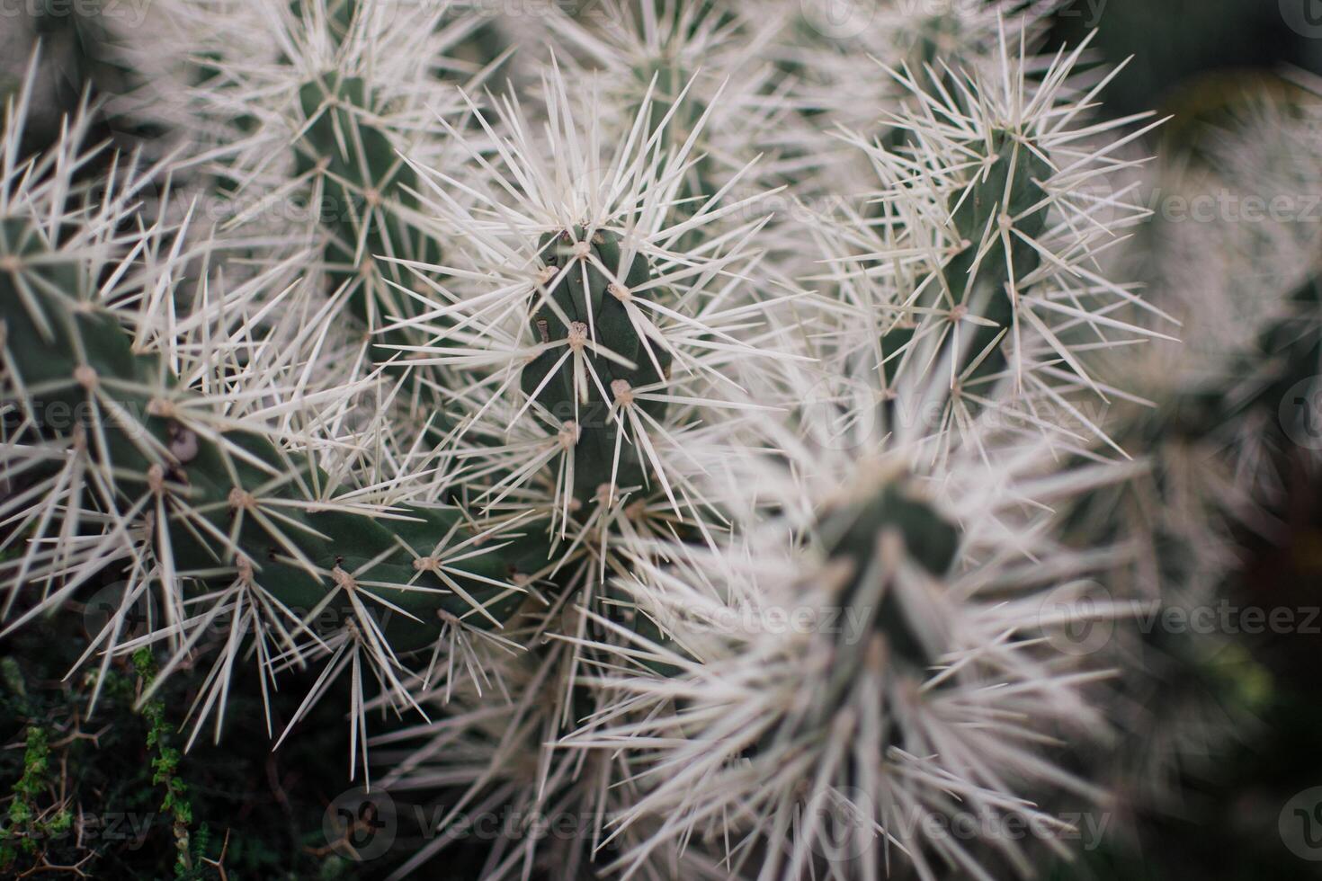 a cactus on the sea coast in Ayia Napa, Cyprus photo