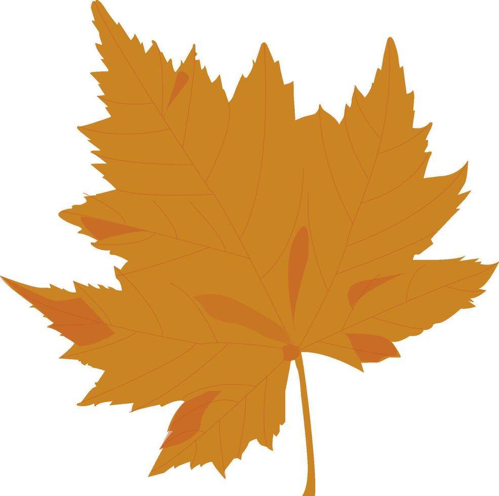 Autumn Maple Leaf Illustration vector