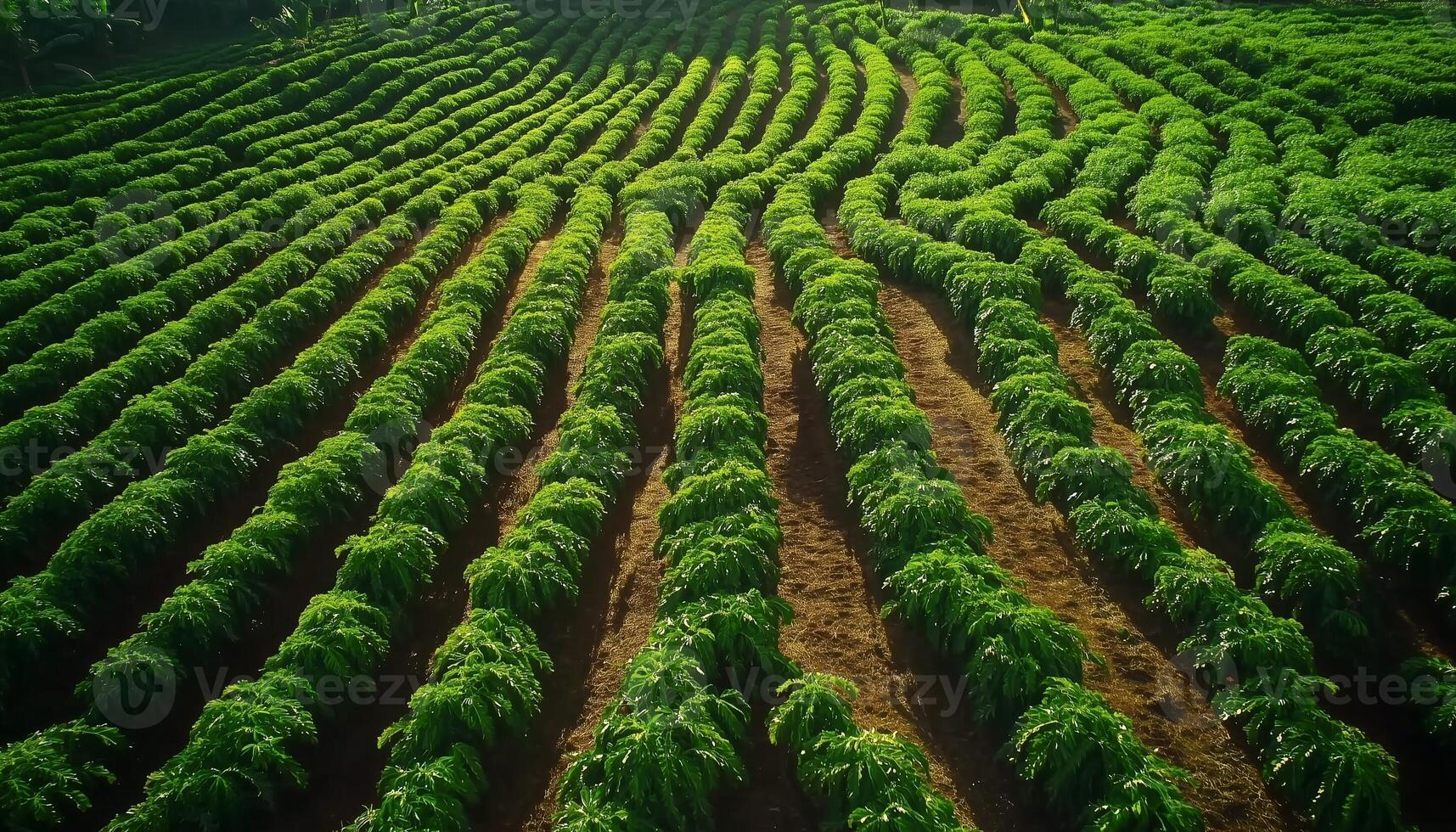 Coffee plantation agriculture farming greenery from aerial view landscape photo