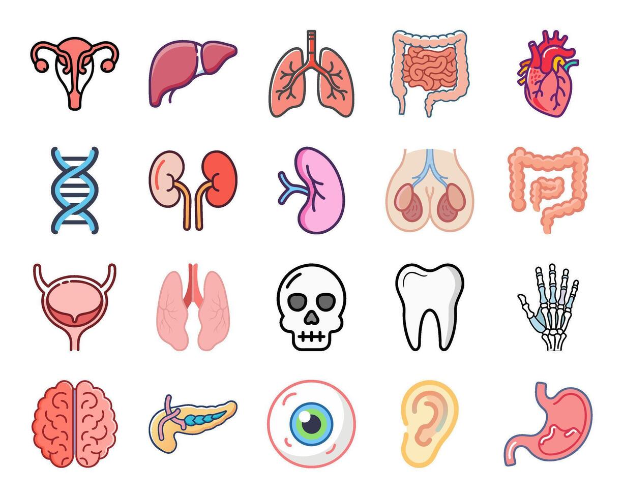 internal organs cartoon icon set vector