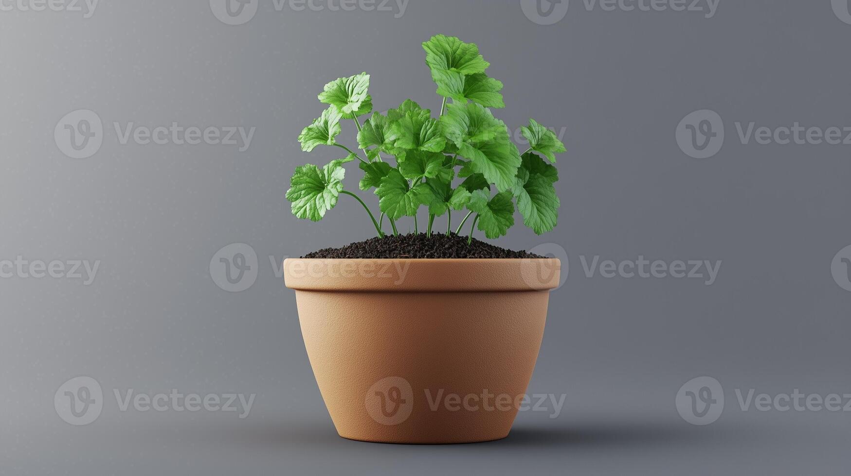 Coriander vegetable clay pot and soil miniature house plant botanical decoration photo