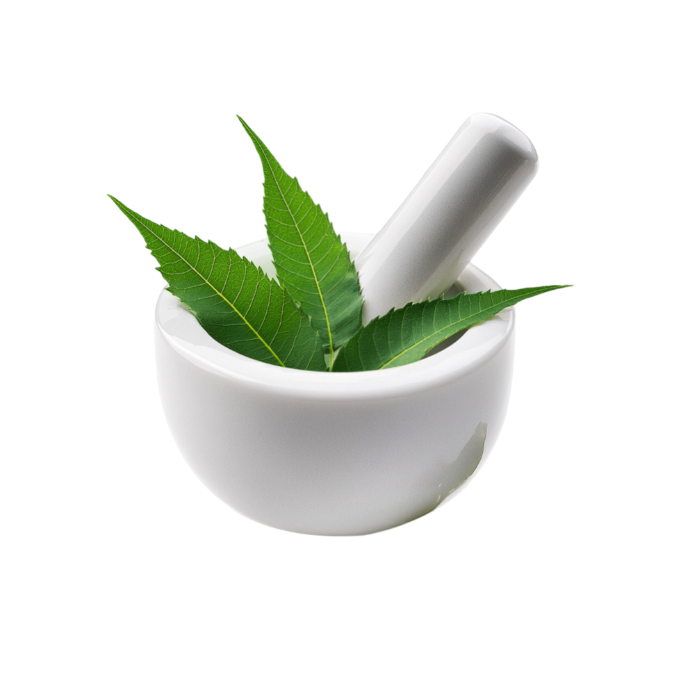 Fresh Neem leaf with mortar and pestle on transparent background png