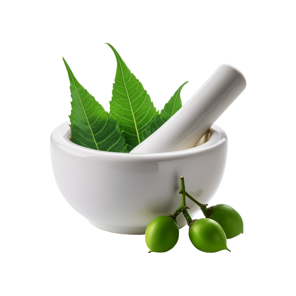 Green Neem leaf with fruit in mortar and pestle on transparent background png