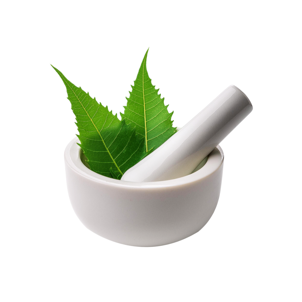 Fresh Green Neem leaf in mortar and pestle on transparent background png