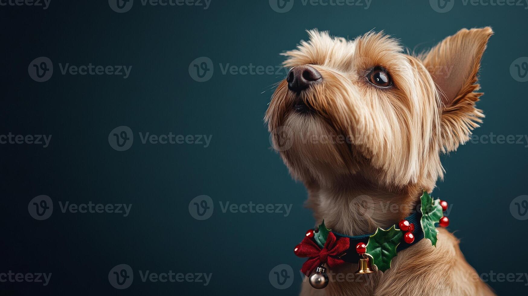 Yorkshire terrier dog in holiday collar posed against dark background, festive and cheerful concept photo