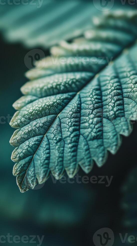 Close-up of a green fern leaf with detailed texture, nature concept photo