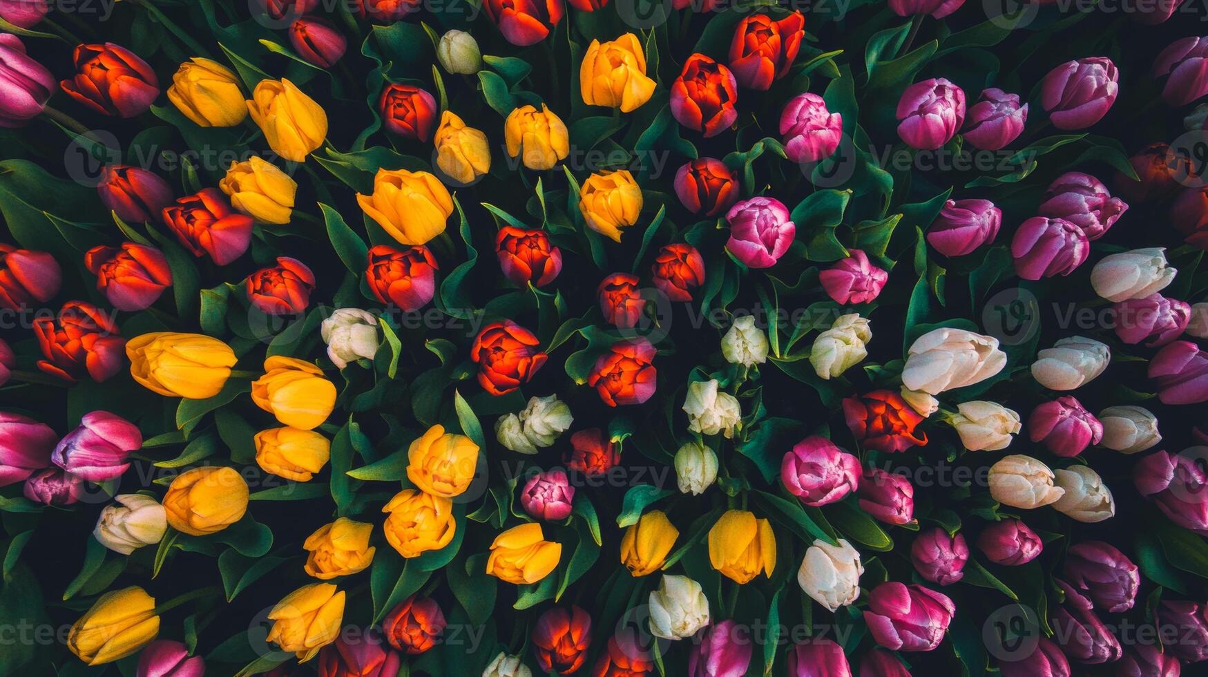 Colorful tulip flowers in bloom, top view. Spring garden and floral arrangement concept photo
