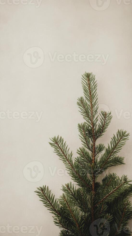 Pine branch on light background, minimalistic winter concept photo