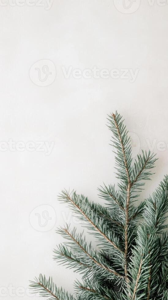 Pine branch with frost on white background, minimalist winter decoration. Nature and simplicity concept photo