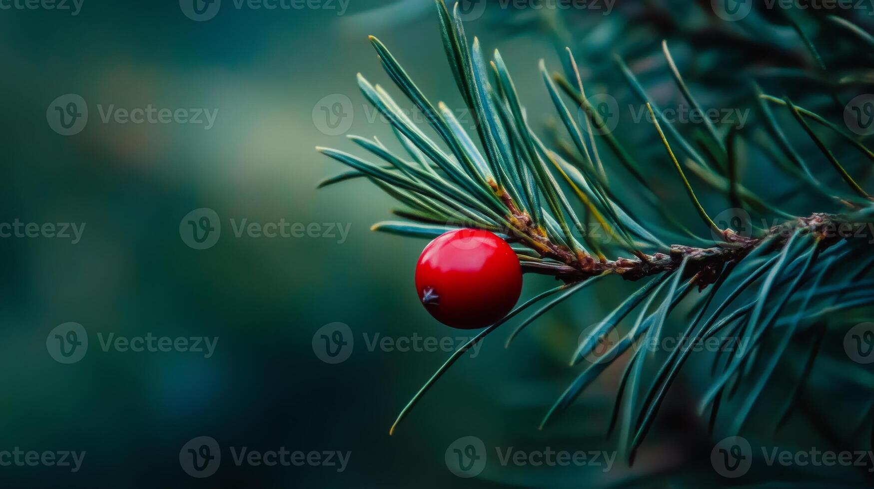 Red berry on pine branch, nature close-up. Tranquil winter forest concept photo