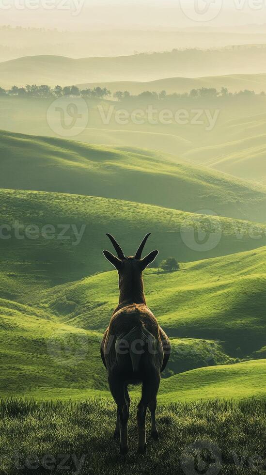 Goat standing on a grassy hill overlooking misty green landscape, peaceful nature view. Tranquility and solitude concept photo
