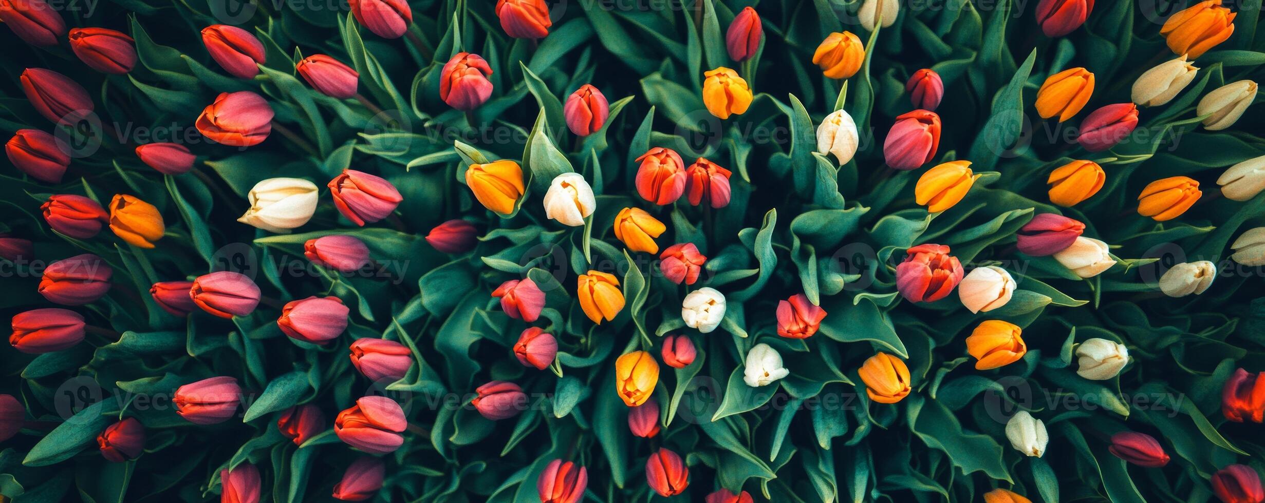 Colorful tulip field from above, vibrant spring blooms. Nature and floral concept photo