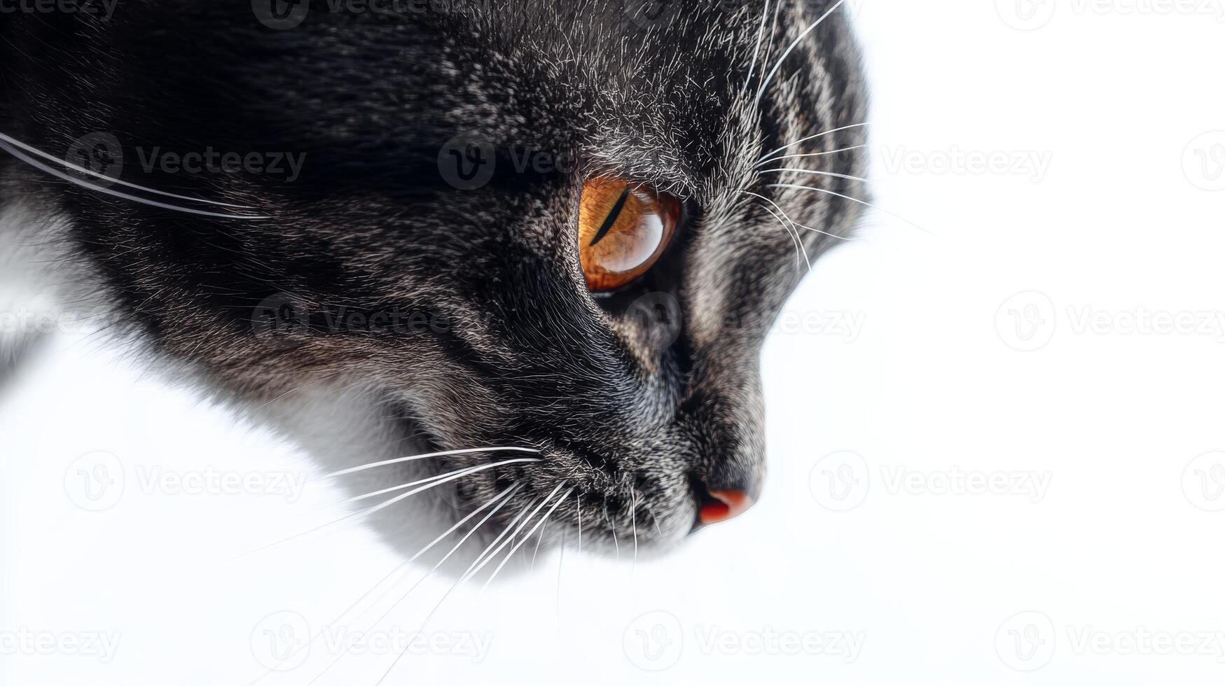 Close-up of a tabby cat with orange eyes against white background. Pet and animal portrait concept photo