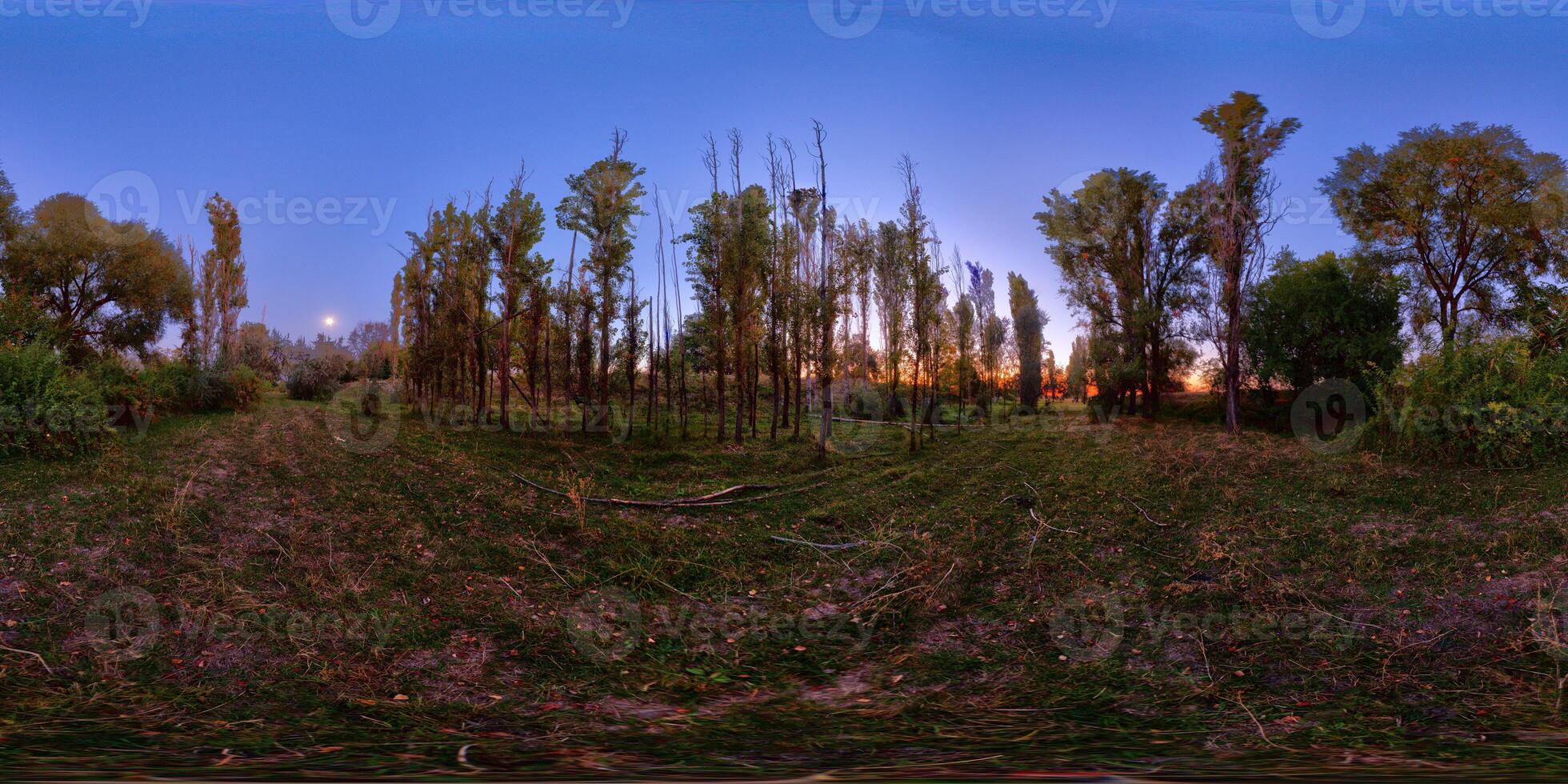 Spherical panorama of autumnal night in tall trees grove photo