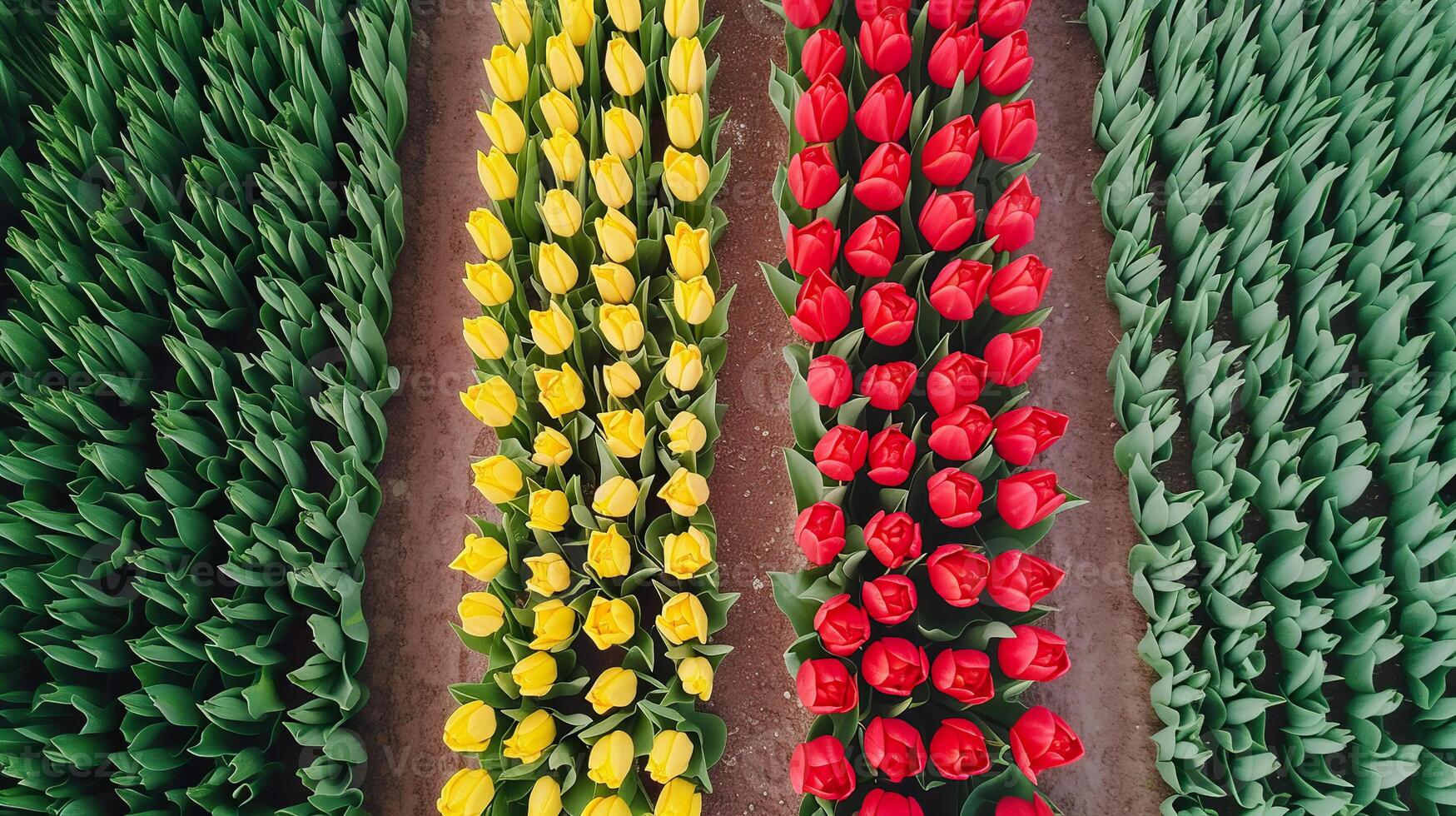 Aerial view of vibrant tulip fields in Netherlands showcasing colorful floral patterns in spring. photo