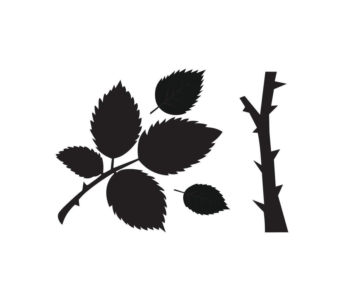 Rose leaves and branch isolated in white background vector