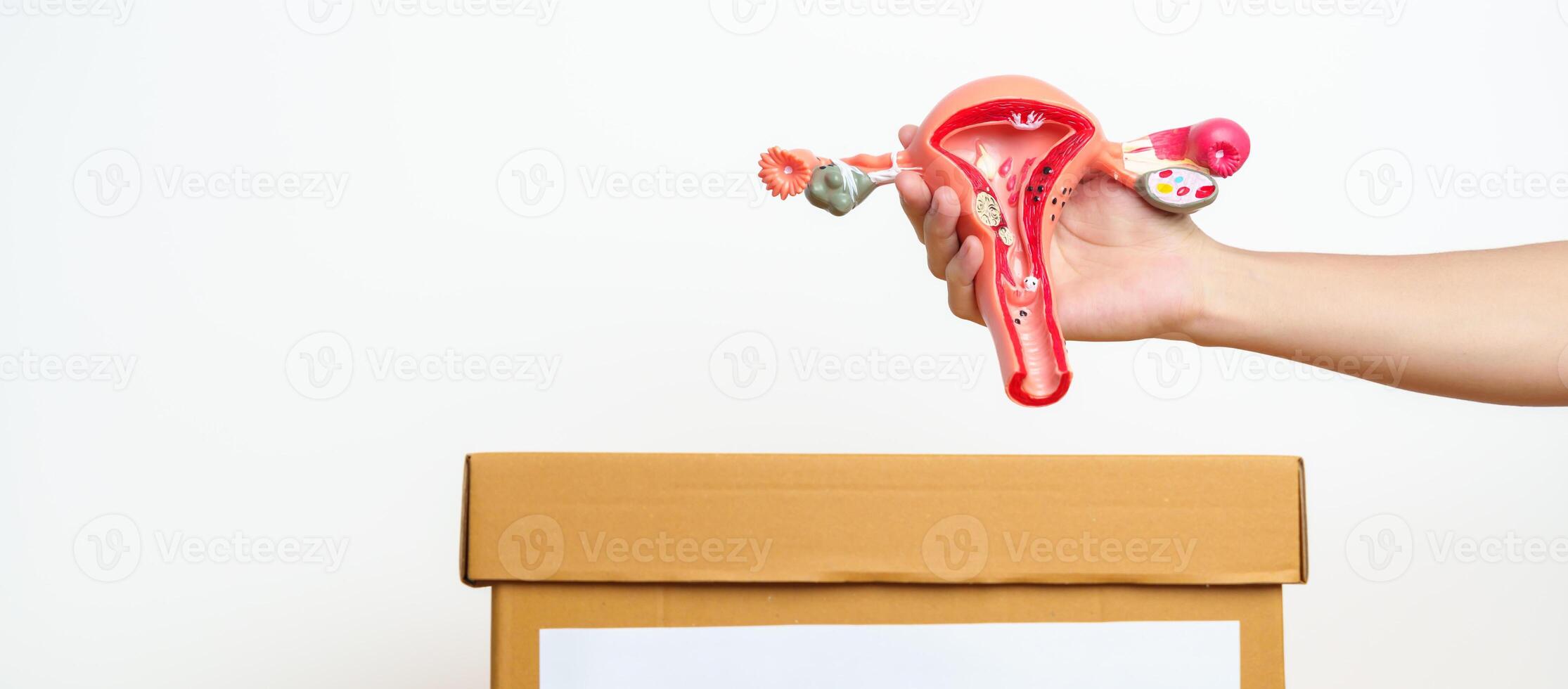Organ Donation, Charity, Volunteer, Giving Concept. hand holding Uterus and Ovaries model into donate box for support Ovarian and Cervical cancer, Endometriosis, Uterine fibroids, Reproductive system photo
