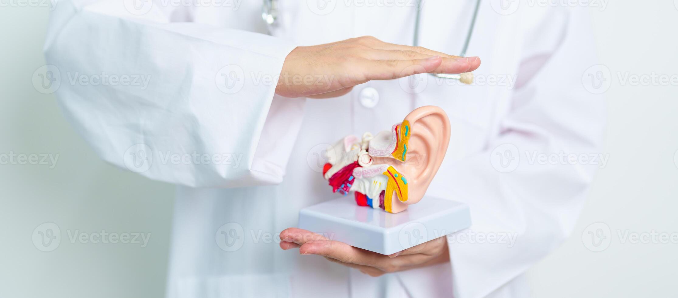Doctor holding human Ear anatomy model. Ear disease, Atresia, Otitis Media, Pertorated Eardrum, Meniere syndrome, otolaryngologist, Ageing Hearing Loss, Schwannoma and Health photo