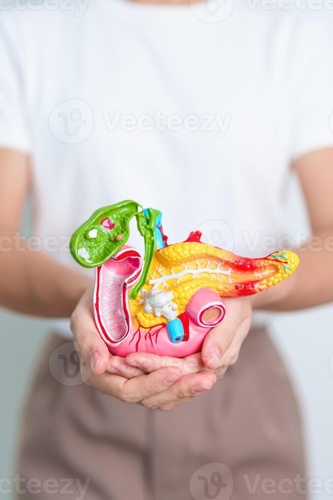 Woman holding human Pancreatitis anatomy model with Pancreas, Gallbladder, Bile Duct, Duodenum, Small intestine. Pancreatic cancer, Acute and Chronic pancreatitis, Digestive system and Health concept photo