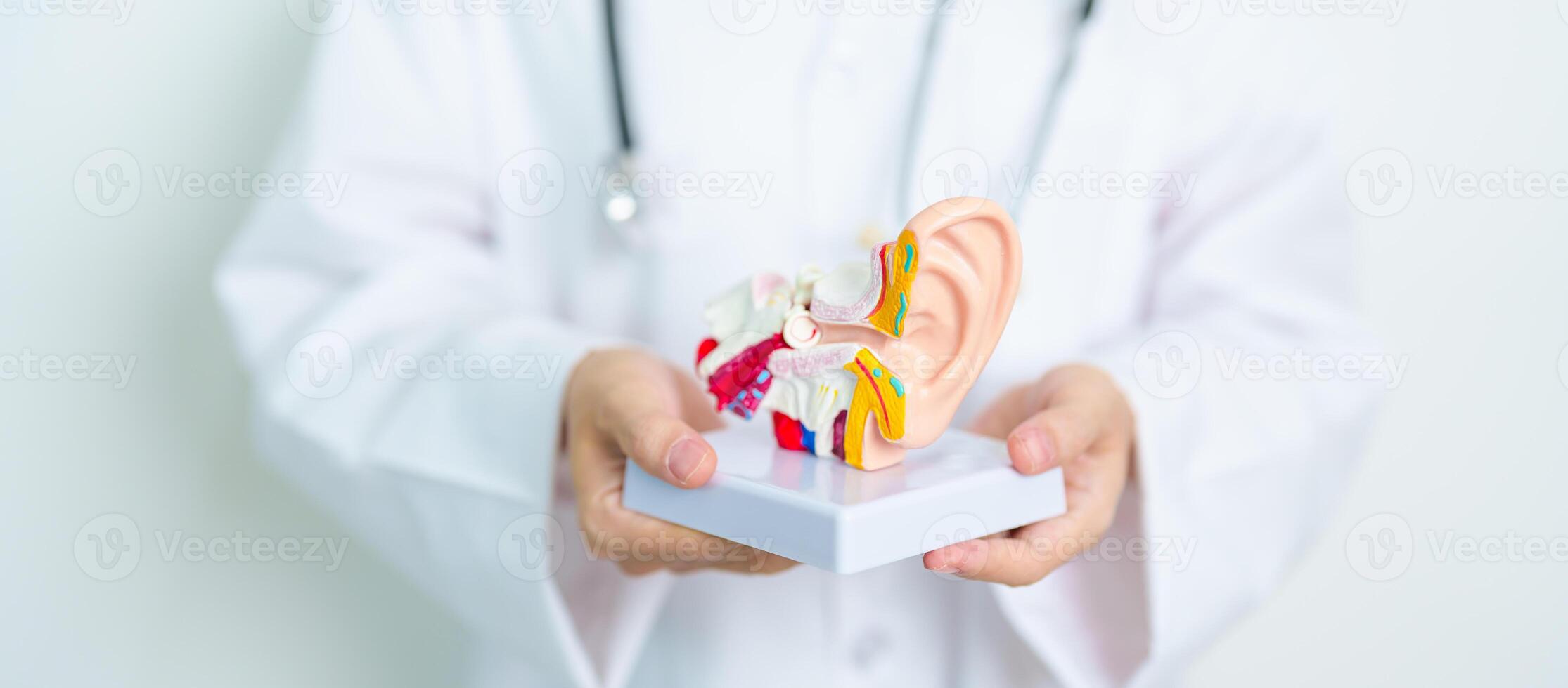 Doctor with human Ear anatomy model. Ear disease, Atresia, Otitis Media, Pertorated Eardrum, Meniere syndrome, otolaryngologist, Ageing Hearing Loss, Schwannoma and Health photo