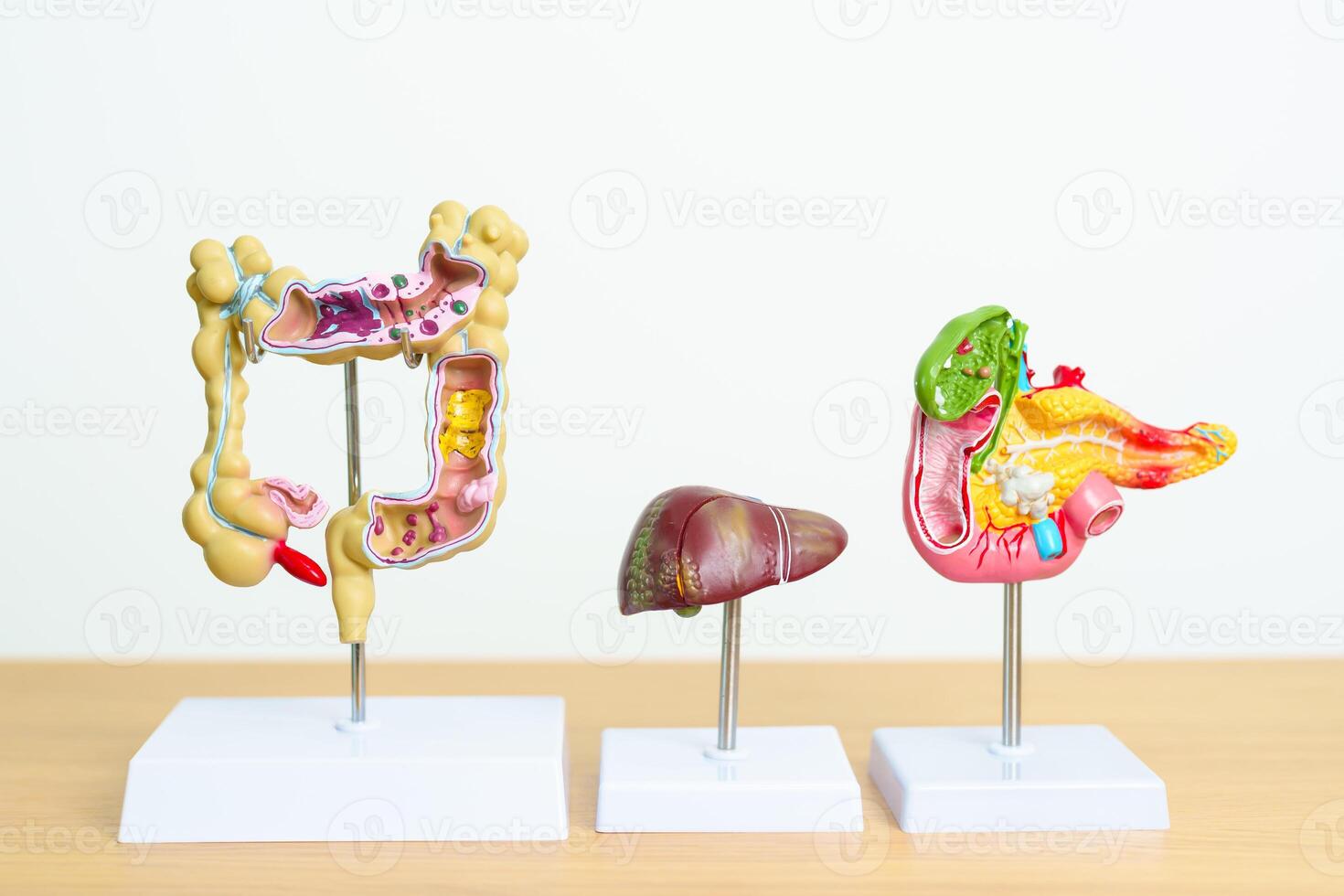 human Digestive system anatomy model, Pancreas, Gallbladder, Bile Duct, Liver and Colon Large Intestine. Disease, healthcare and Health concept photo