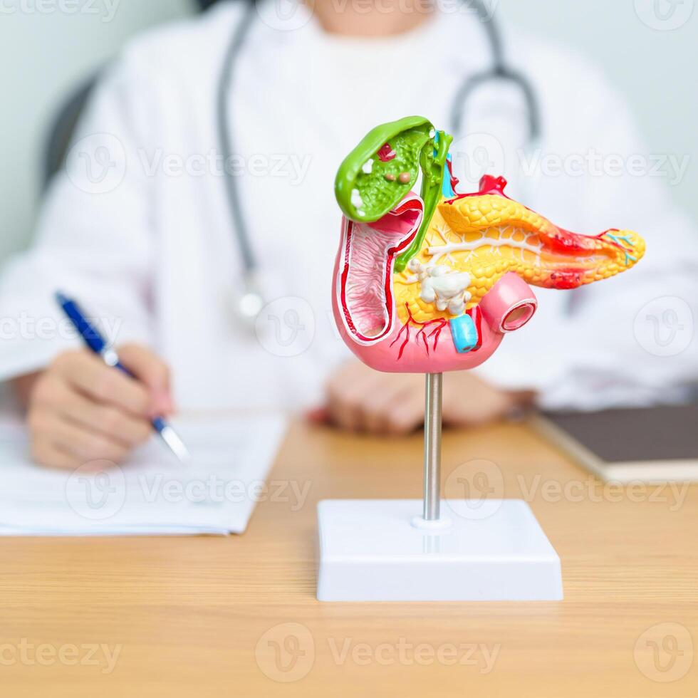 Doctor with human Pancreatitis anatomy model with Pancreas, Gallbladder, Bile Duct, Duodenum, Small intestine. Pancreatic cancer, Acute and Chronic pancreatitis, Digestive system and Health concept photo