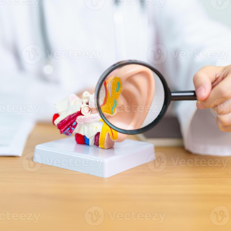 Doctor with human Ear anatomy model with magnifying glass. Ear disease, Atresia, Otitis Media, Pertorated Eardrum, Meniere syndrome, otolaryngologist, Ageing Hearing Loss, Schwannoma and Health photo