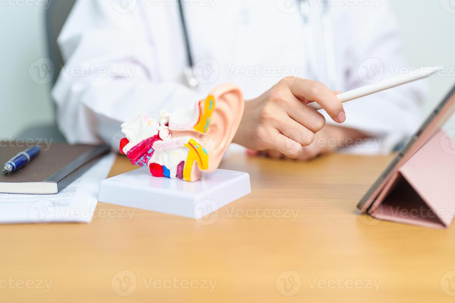 Doctor with human Ear anatomy model with tablet. Ear disease, Atresia, Otitis Media, Pertorated Eardrum, Meniere syndrome, otolaryngologist, Ageing Hearing Loss, Schwannoma and Health photo