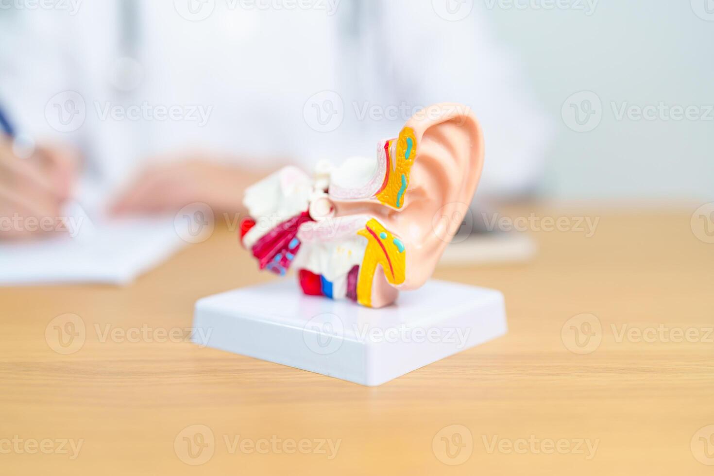 Doctor with human Ear anatomy model. Ear disease, Atresia, Otitis Media, Pertorated Eardrum, Meniere syndrome, otolaryngologist, Ageing Hearing Loss, Schwannoma and Health photo
