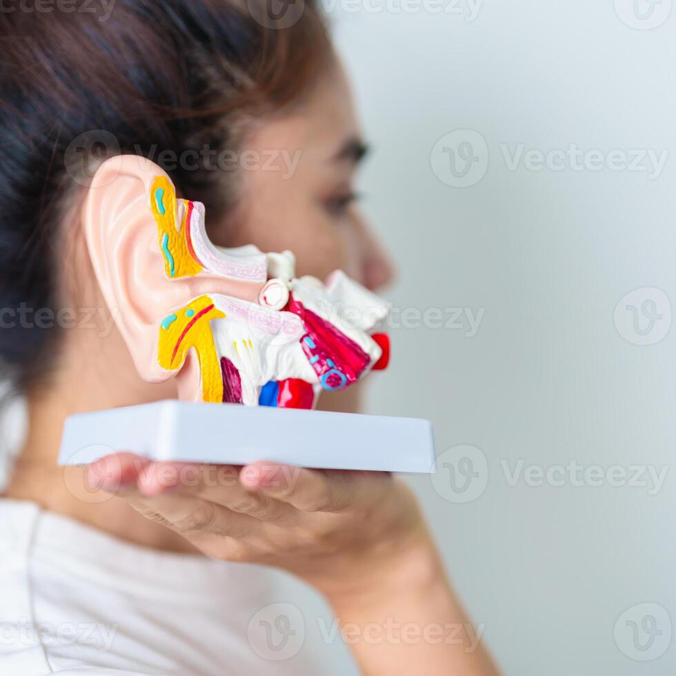 Woman holding human Ear anatomy model. Ear disease, Atresia, Otitis Media, Pertorated Eardrum, Meniere syndrome, otolaryngologist, Ageing Hearing Loss, Schwannoma and Health photo
