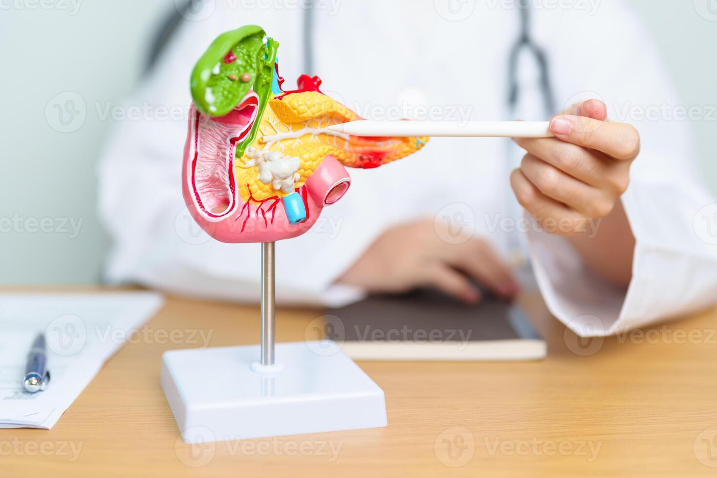 Doctor with human Pancreatitis anatomy model with Pancreas, Gallbladder, Bile Duct, Duodenum, Small intestine and tablet. Pancreatic cancer, acute pancreatitis and Digestive system photo