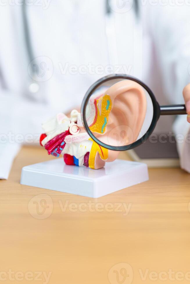 Doctor with human Ear anatomy model with magnifying glass. Ear disease, Atresia, Otitis Media, Pertorated Eardrum, Meniere syndrome, otolaryngologist, Ageing Hearing Loss, Schwannoma and Health photo