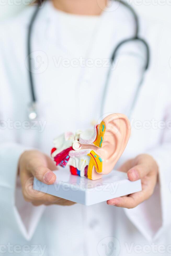 Doctor with human Ear anatomy model. Ear disease, Atresia, Otitis Media, Pertorated Eardrum, Meniere syndrome, otolaryngologist, Ageing Hearing Loss, Schwannoma and Health photo