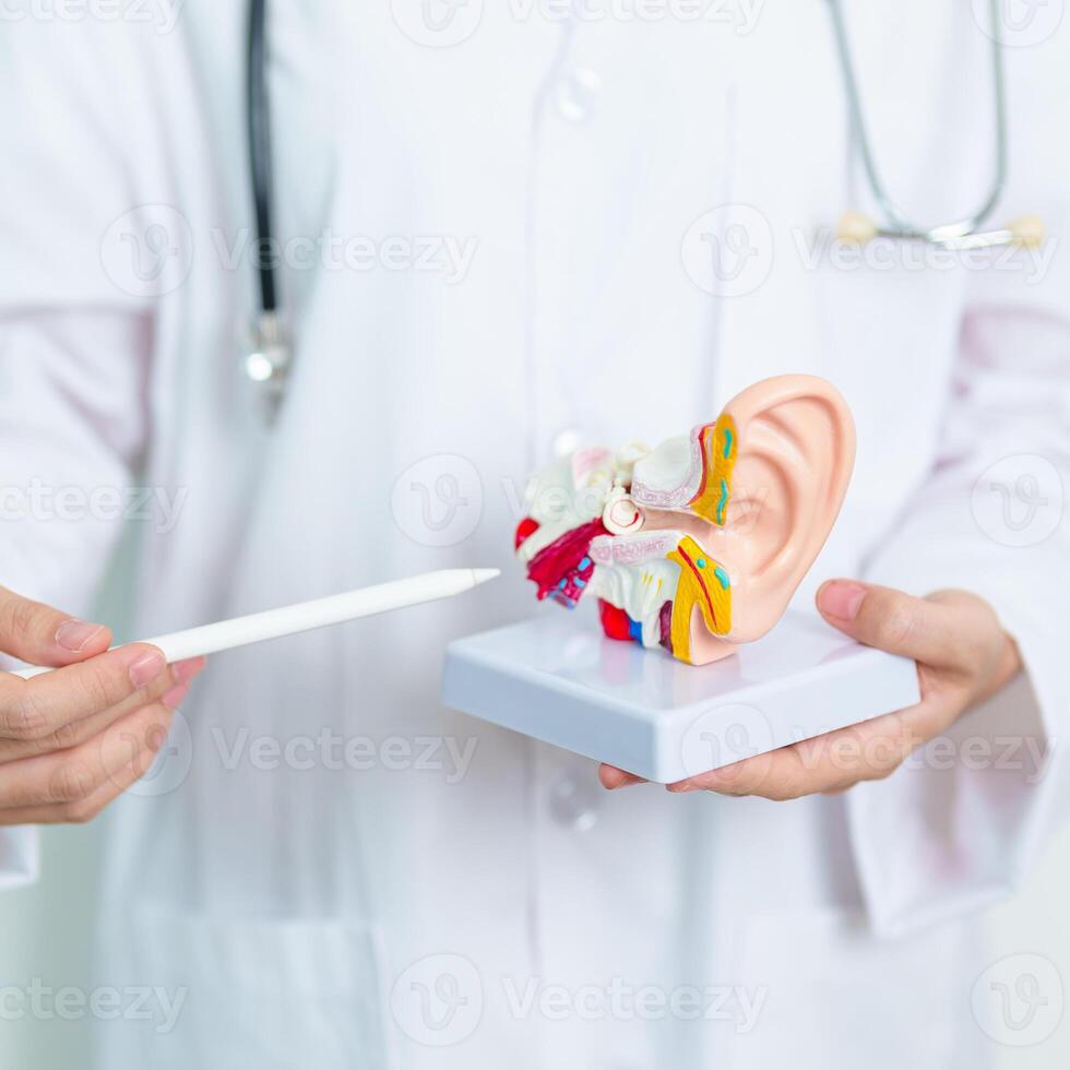 Doctor with human Ear anatomy model. Ear disease, Atresia, Otitis Media, Pertorated Eardrum, Meniere syndrome, otolaryngologist, Ageing Hearing Loss, Schwannoma and Health photo